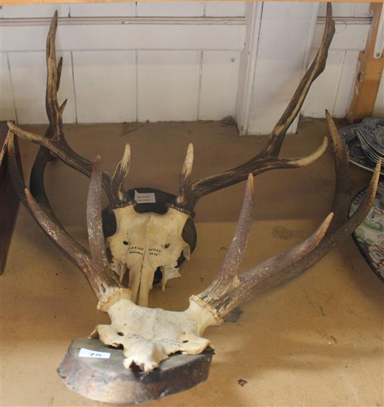 Two sets of wall mounted stag antlers